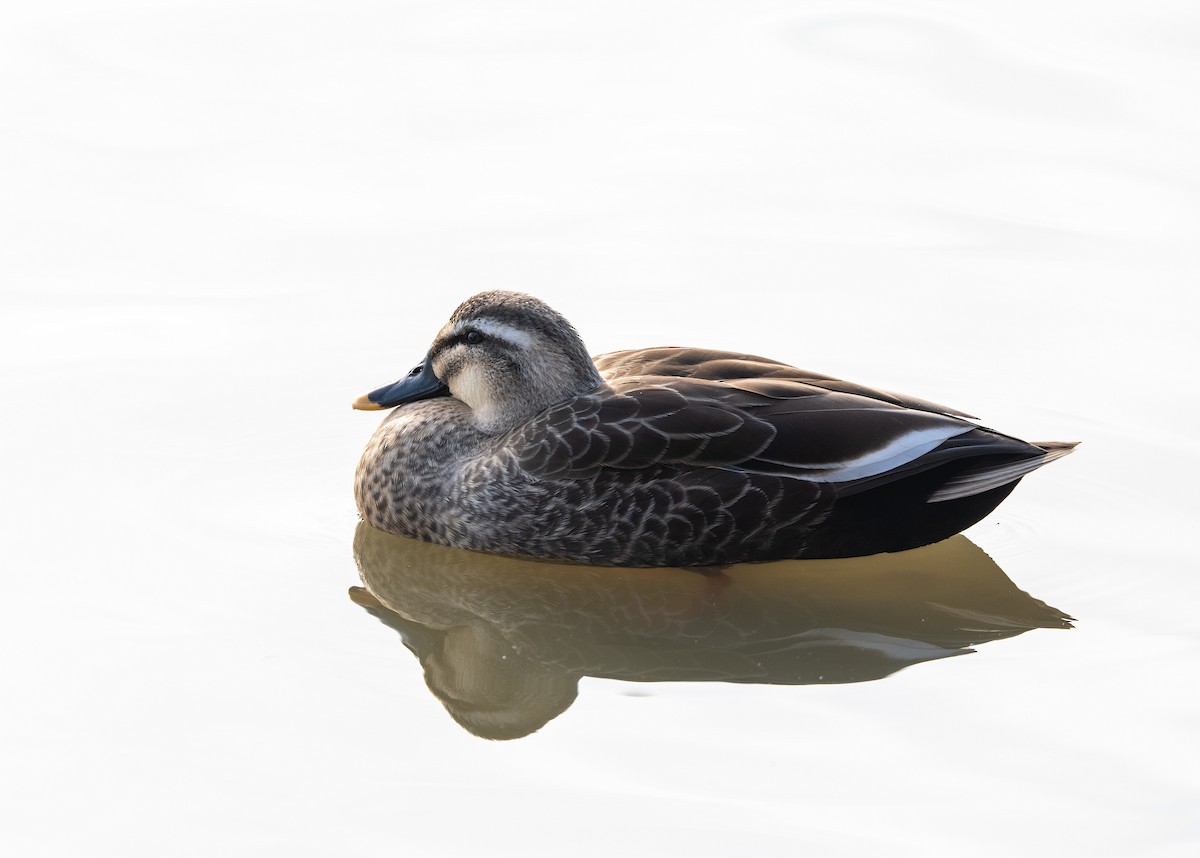 Крижень китайський - ML647406459