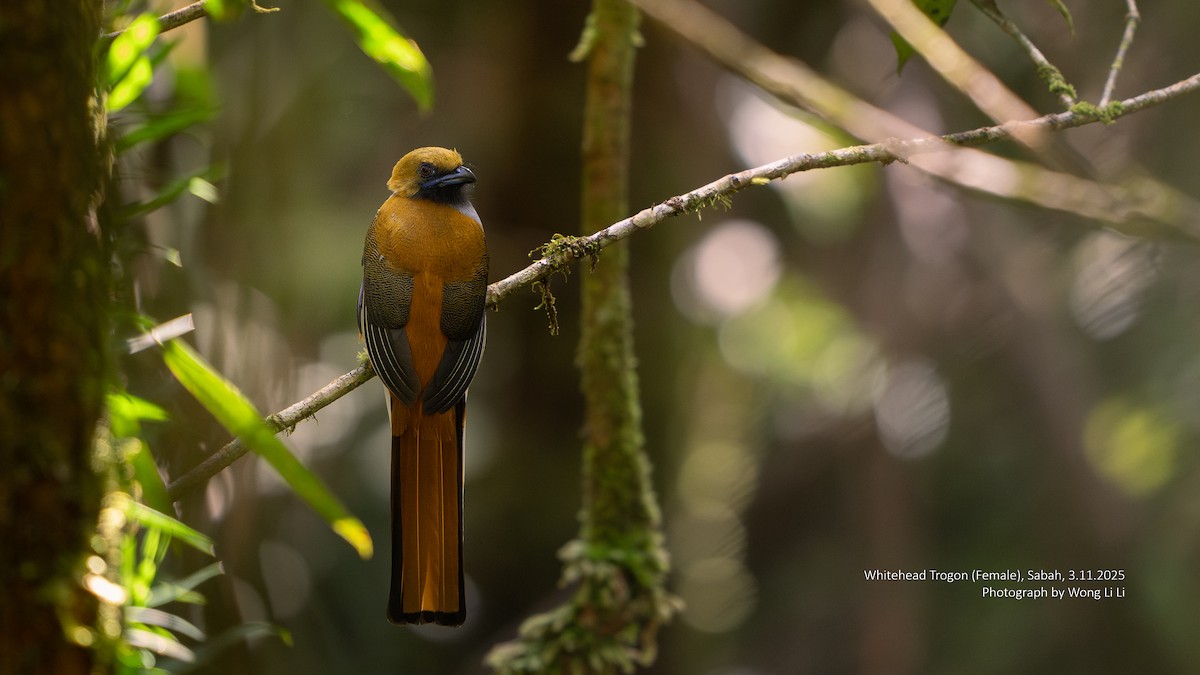 Whitehead's Trogon - ML647406474
