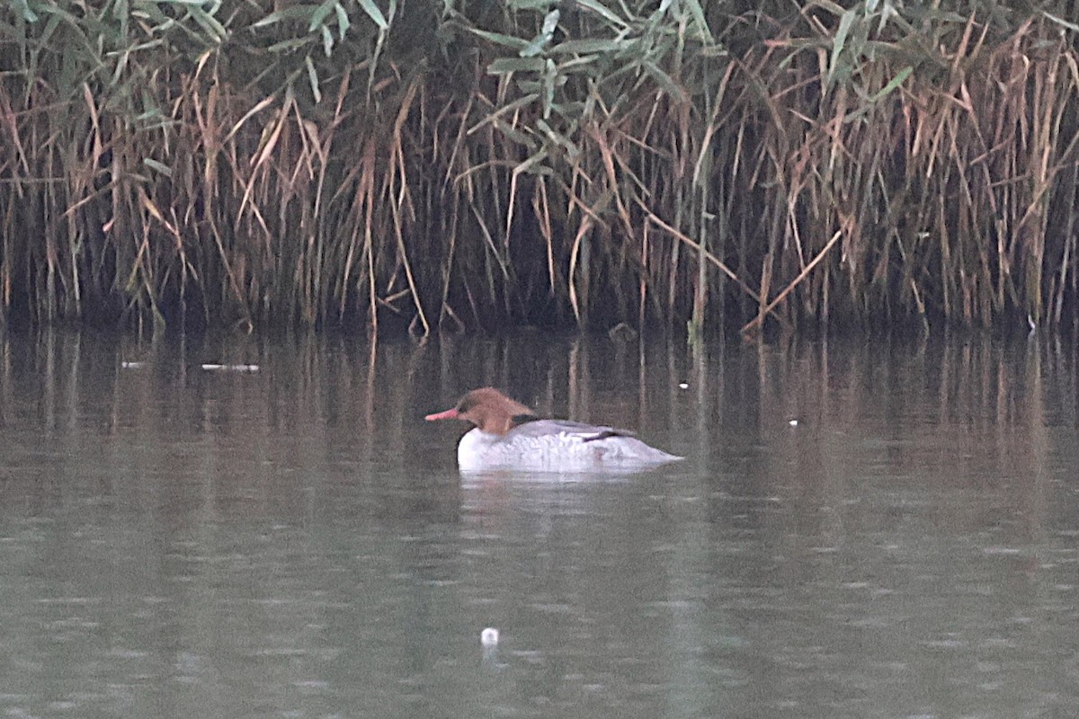 Scaly-sided Merganser - ML647406477