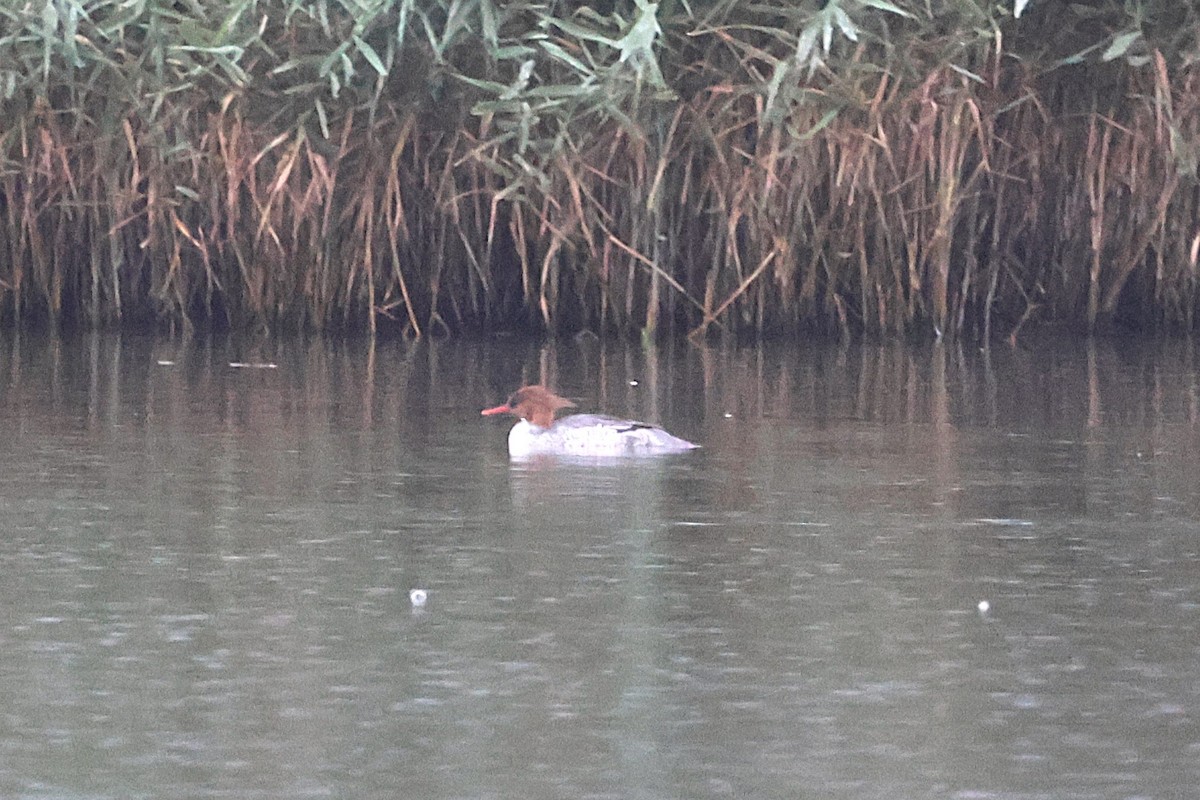 Scaly-sided Merganser - ML647406478