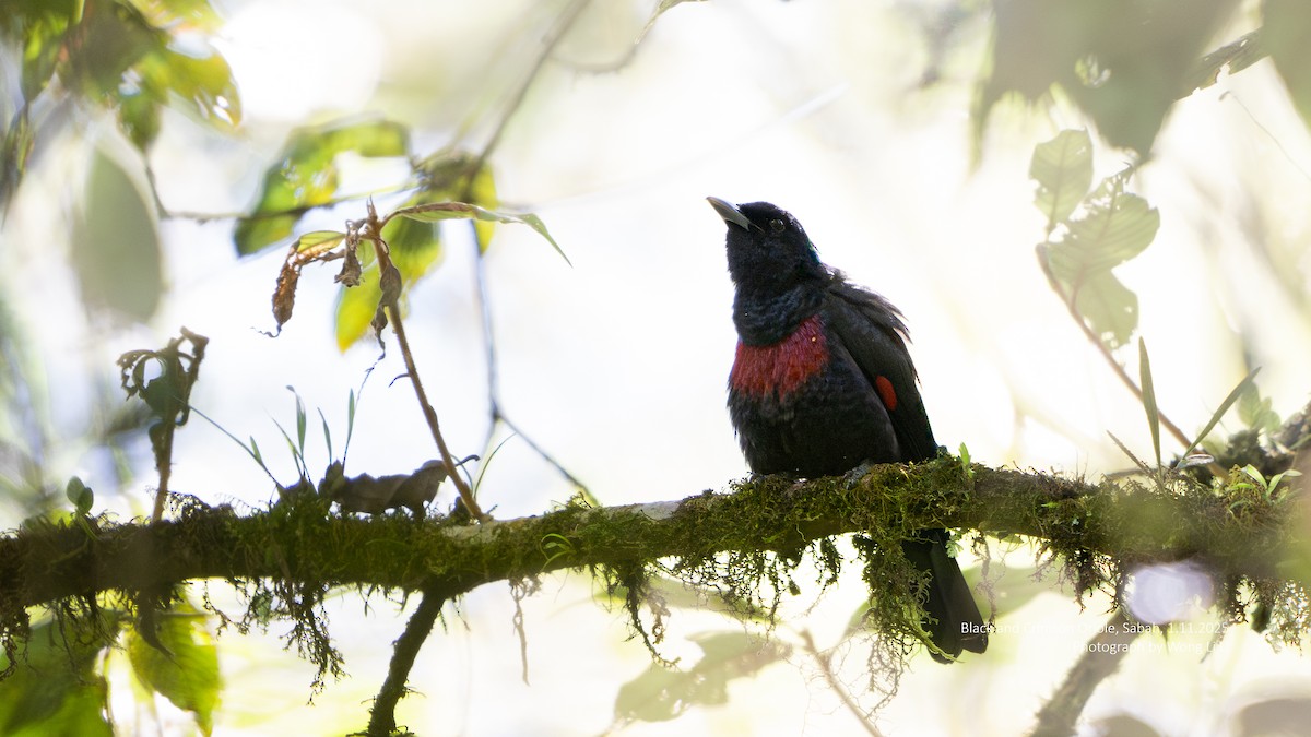 Black-and-crimson Oriole - ML647406482