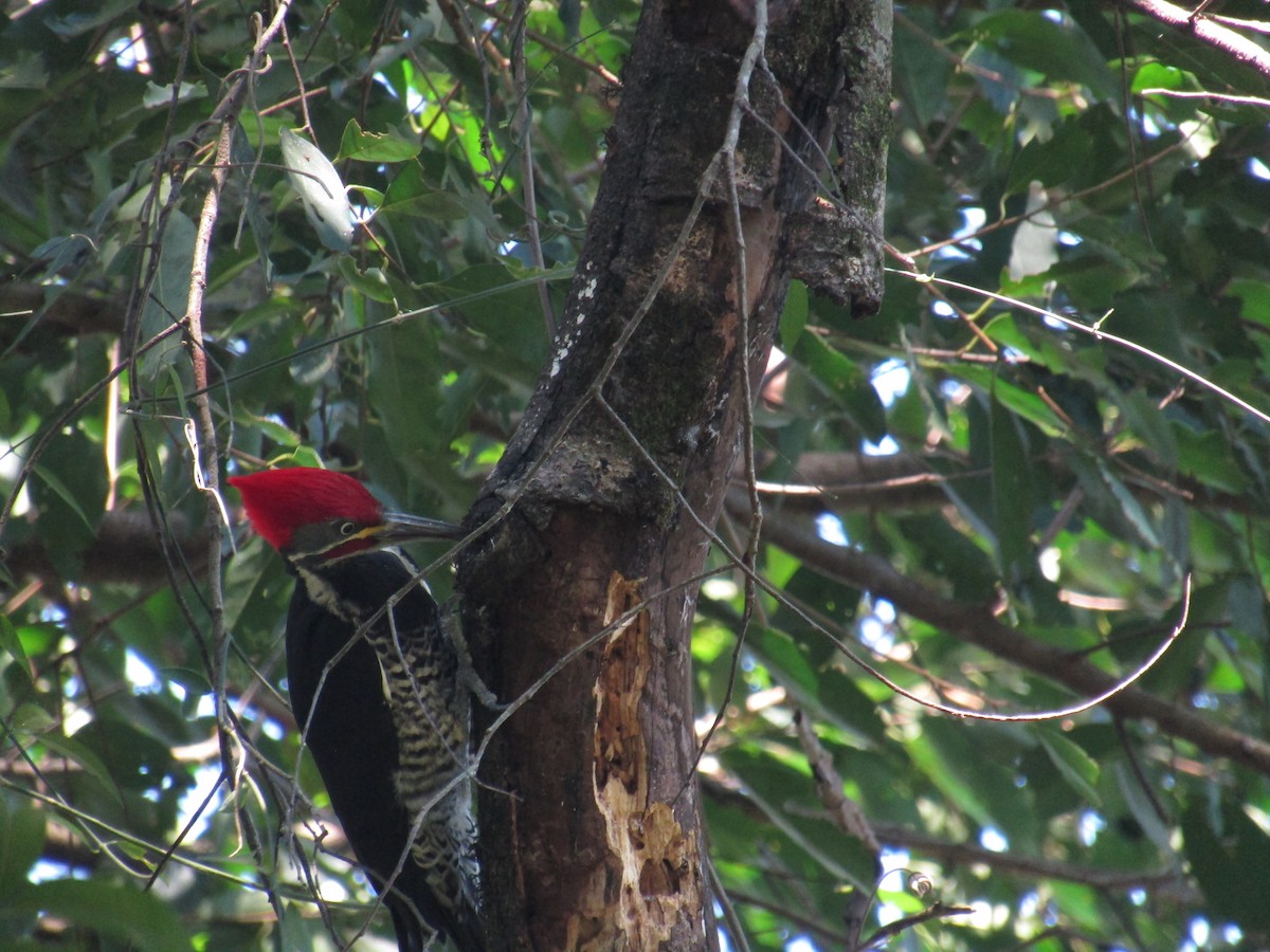 Lineated Woodpecker - ML647406486