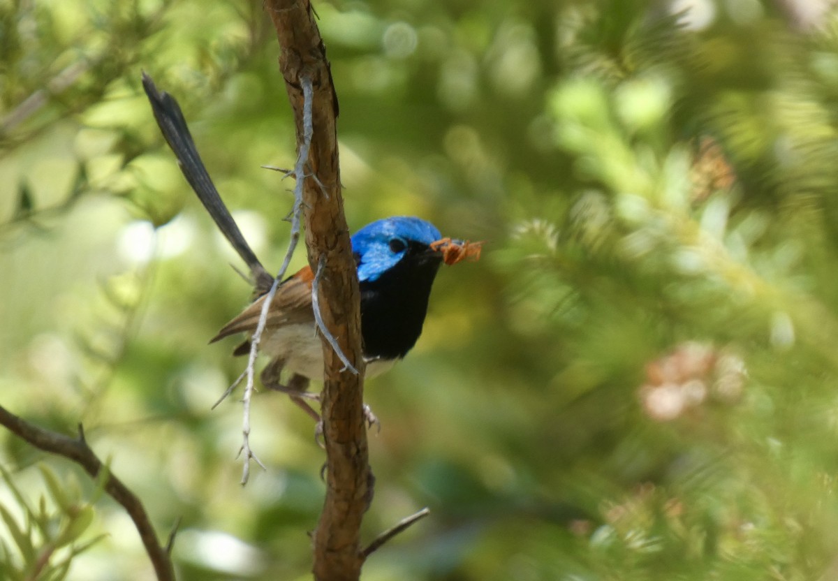 Variegated Fairywren - ML647406497