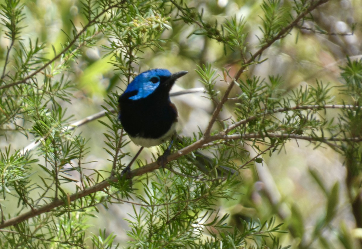 Variegated Fairywren - ML647406498