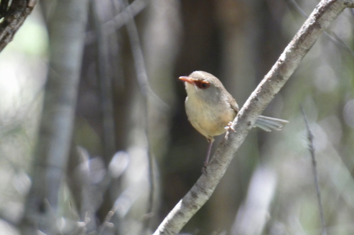 Variegated Fairywren - ML647406499