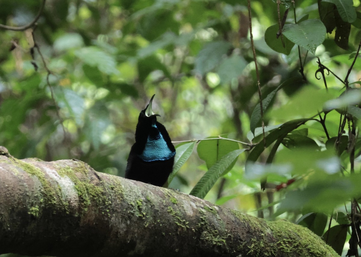 rajka štítnatá - ML647406508