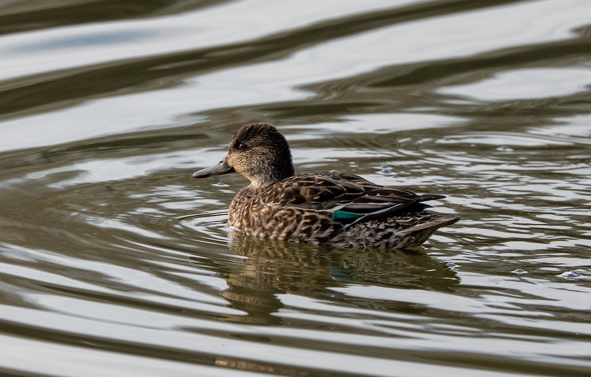 Чирянка мала - ML647406514