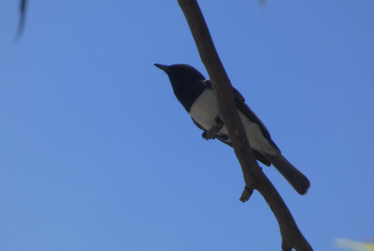 Leaden Flycatcher - ML647406515