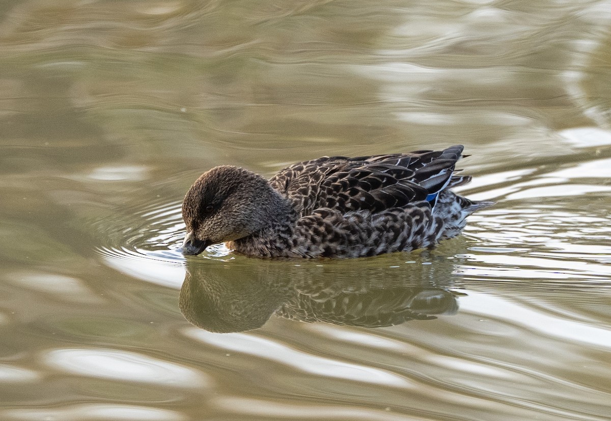 Чирянка мала - ML647406535