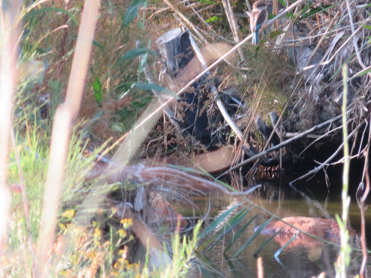 Brown-hooded Kingfisher - ML647406543