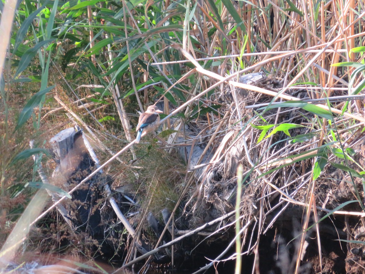 Brown-hooded Kingfisher - ML647406544