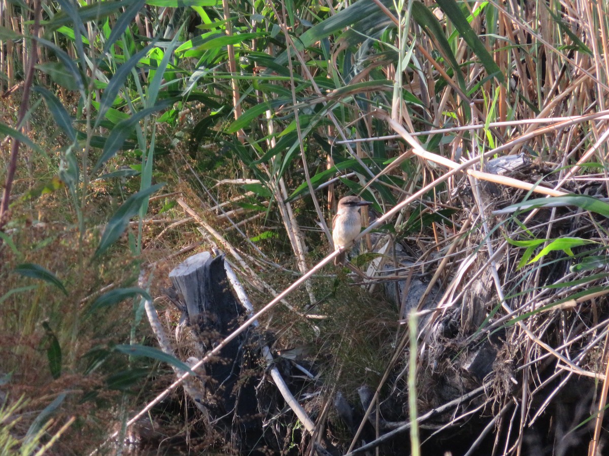 Brown-hooded Kingfisher - ML647406545