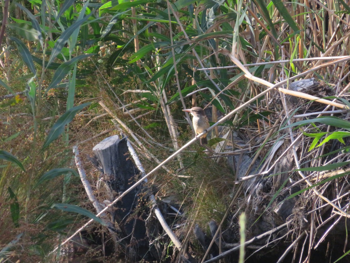 Brown-hooded Kingfisher - ML647406546