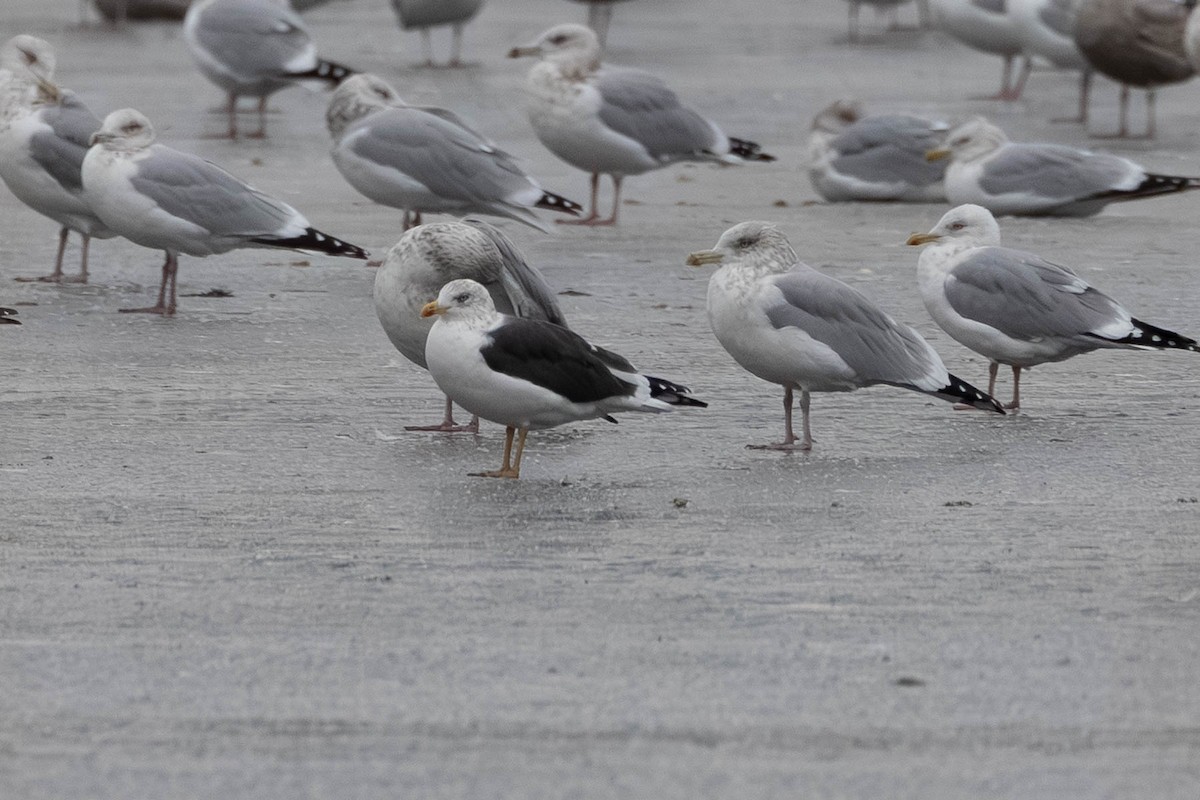 Kaio iluna - ML647406558