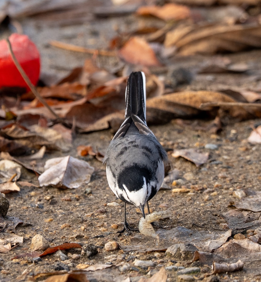 Плиска біла - ML647406559