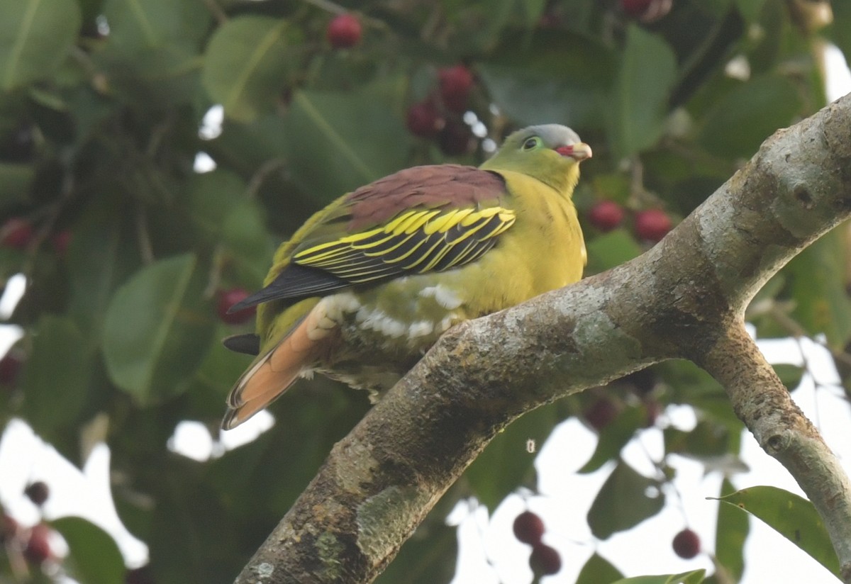 Thick-billed Green-Pigeon - ML647406562