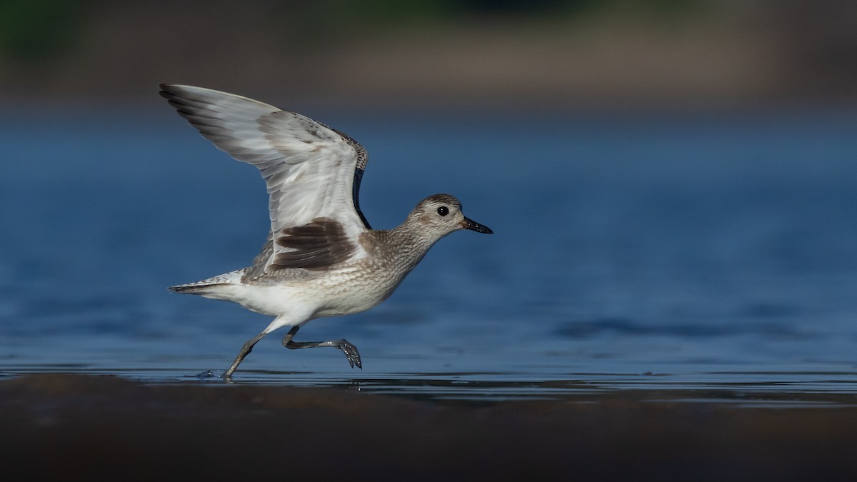 Black-bellied Plover - ML647406573