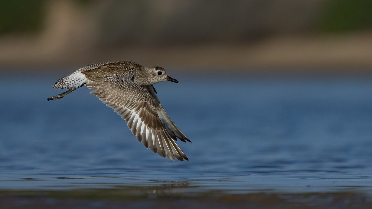 Black-bellied Plover - ML647406574