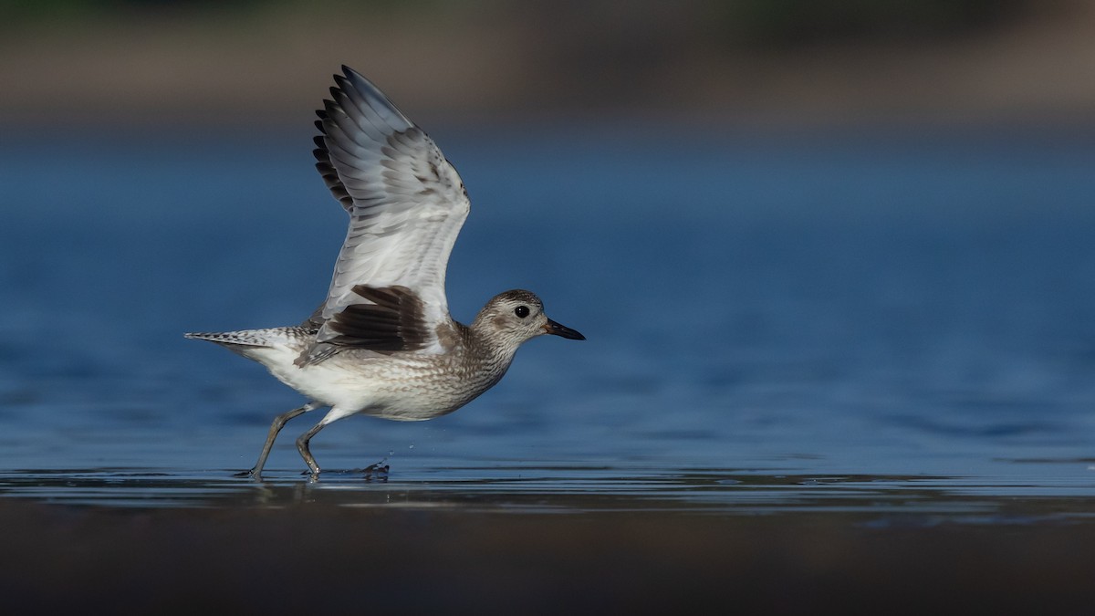 Black-bellied Plover - ML647406575