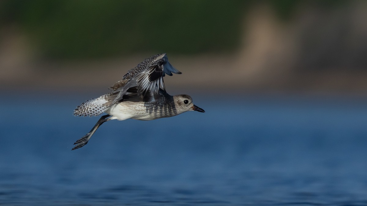 Black-bellied Plover - ML647406576