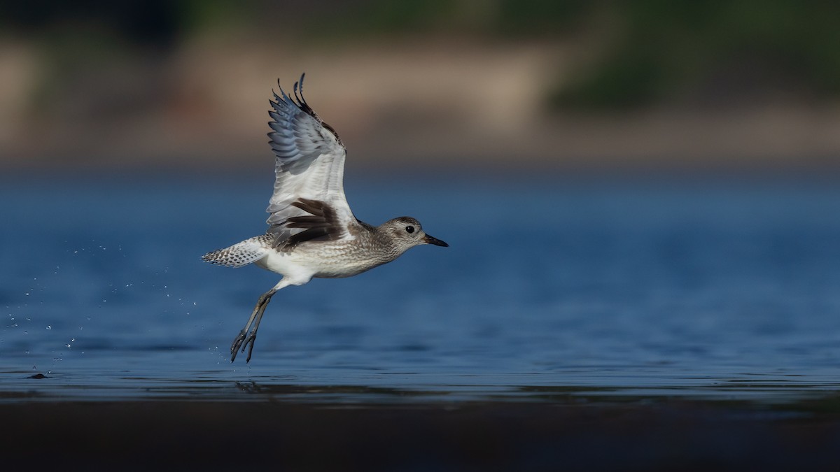 Black-bellied Plover - ML647406578