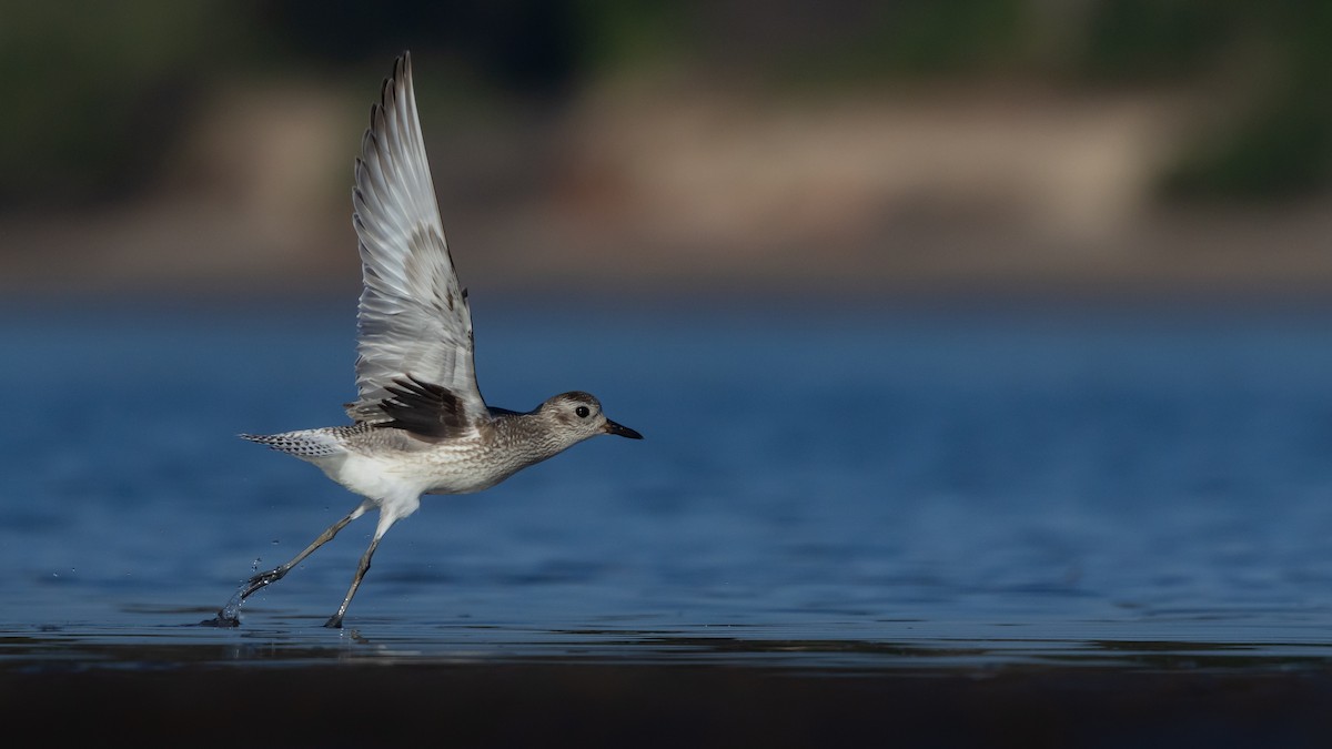 Black-bellied Plover - ML647406579