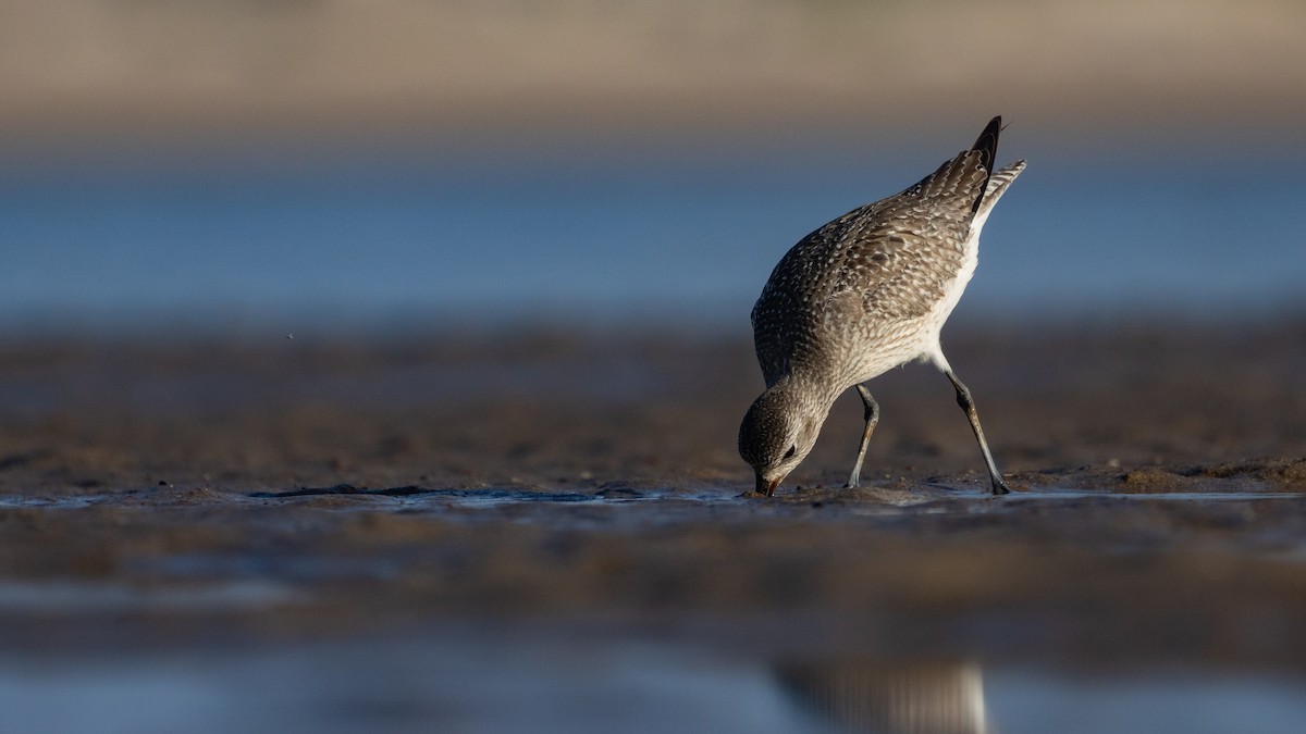 Black-bellied Plover - ML647406582