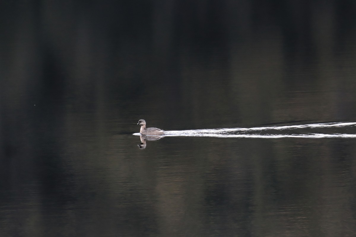 Txilinporta burugrisa - ML647406588