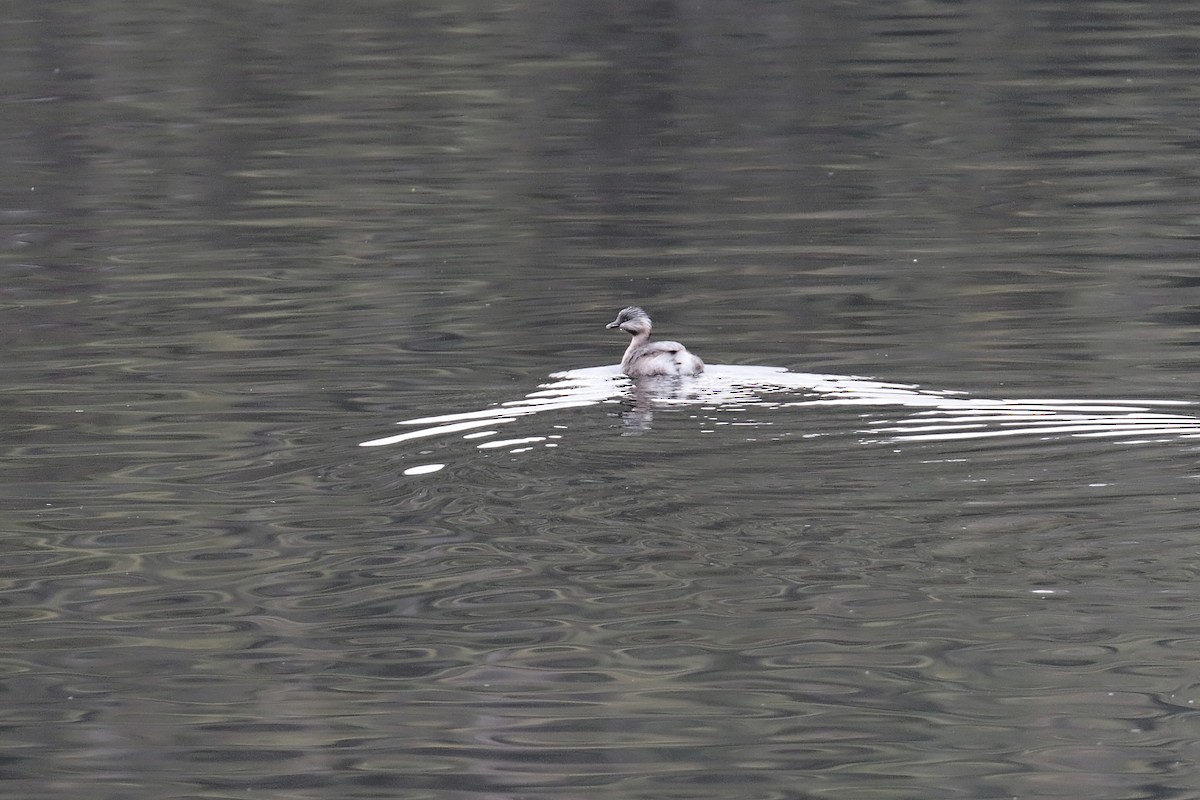Txilinporta burugrisa - ML647406589