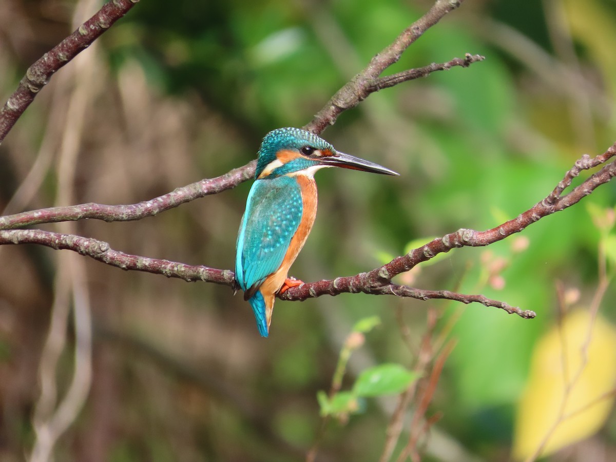Common Kingfisher - ML647406591