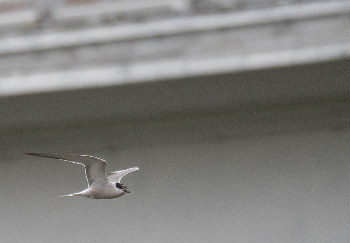 Common Tern - ML647406592