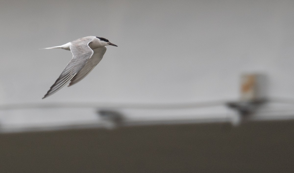 Common Tern - ML647406593