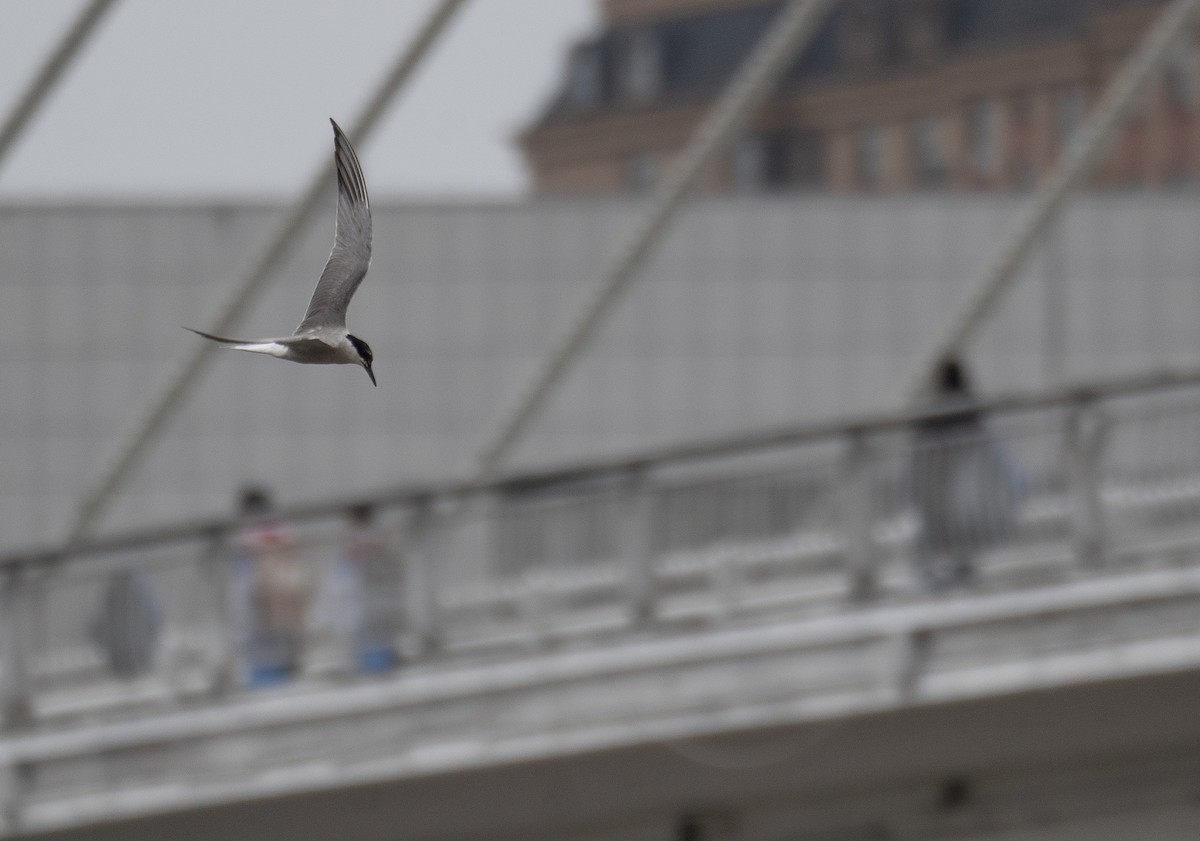 Common Tern - ML647406594