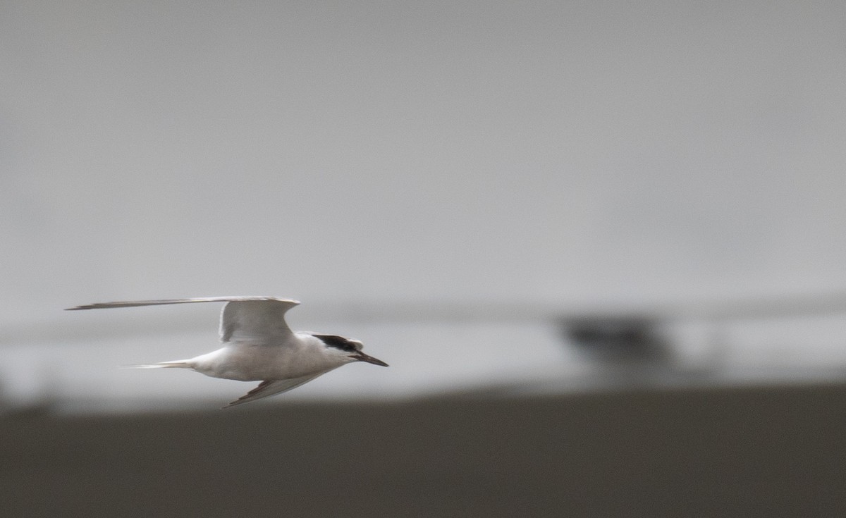 Common Tern - ML647406595