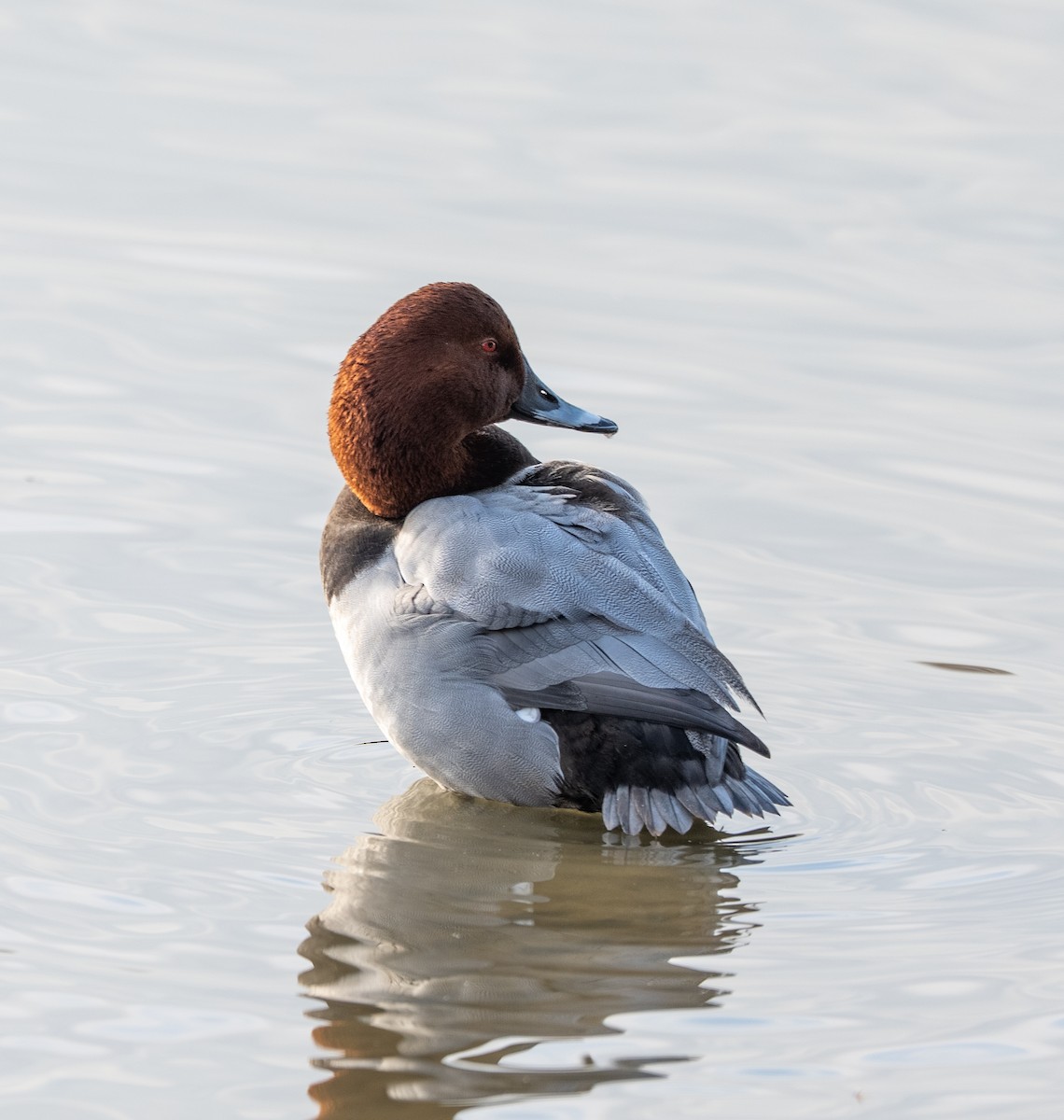 Попелюх звичайний - ML647406601