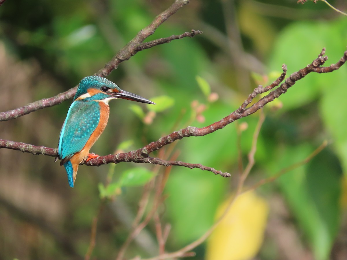 Common Kingfisher - ML647406623