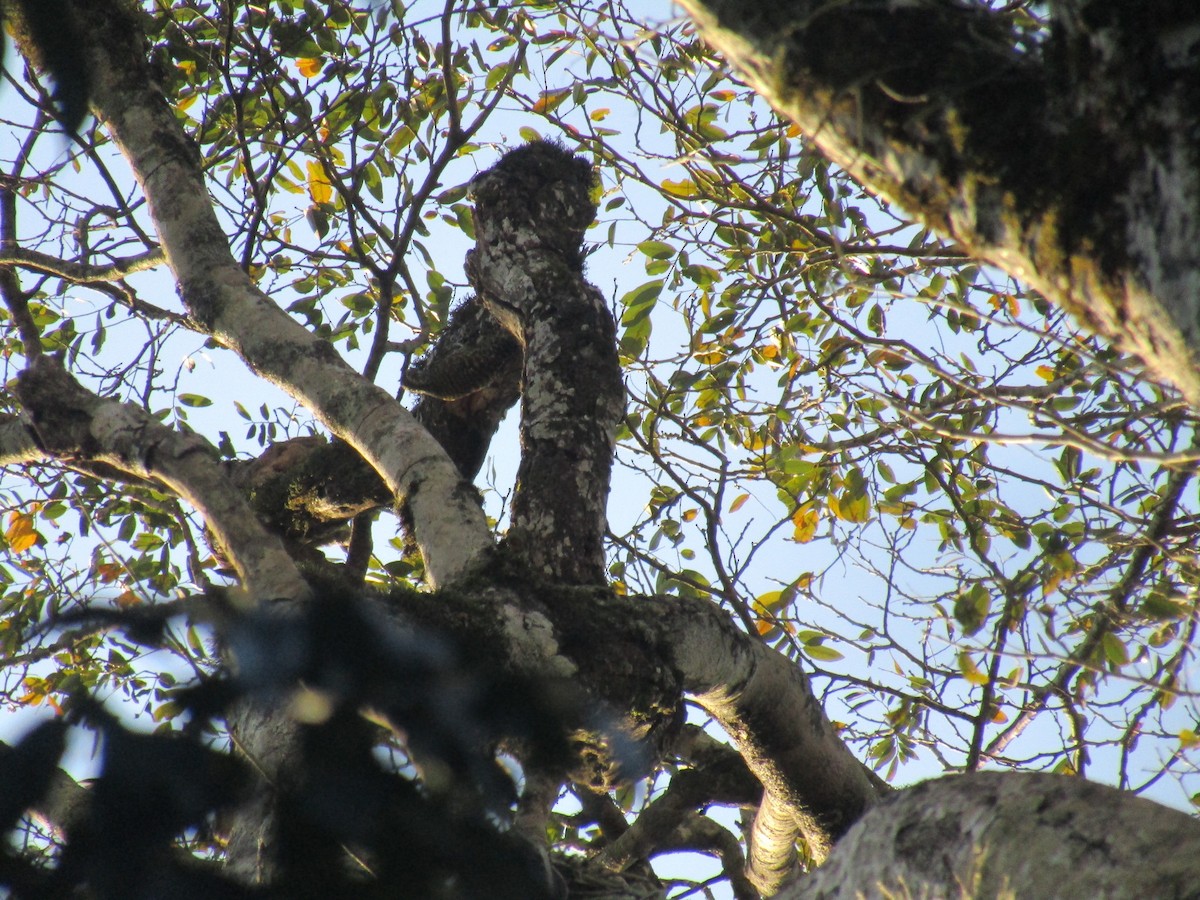White-spotted Woodpecker - ML647406637