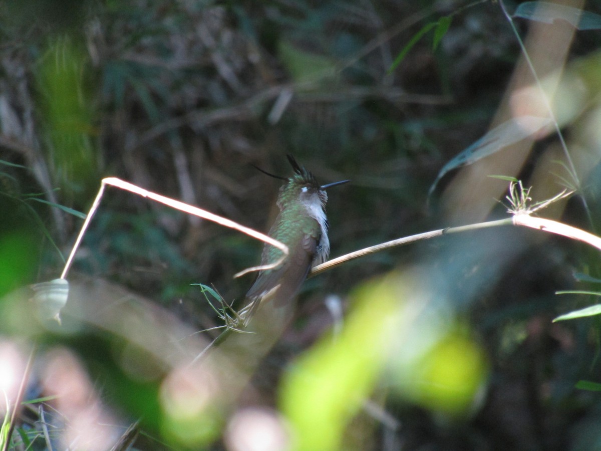 Purple-crowned Plovercrest - ML647406646