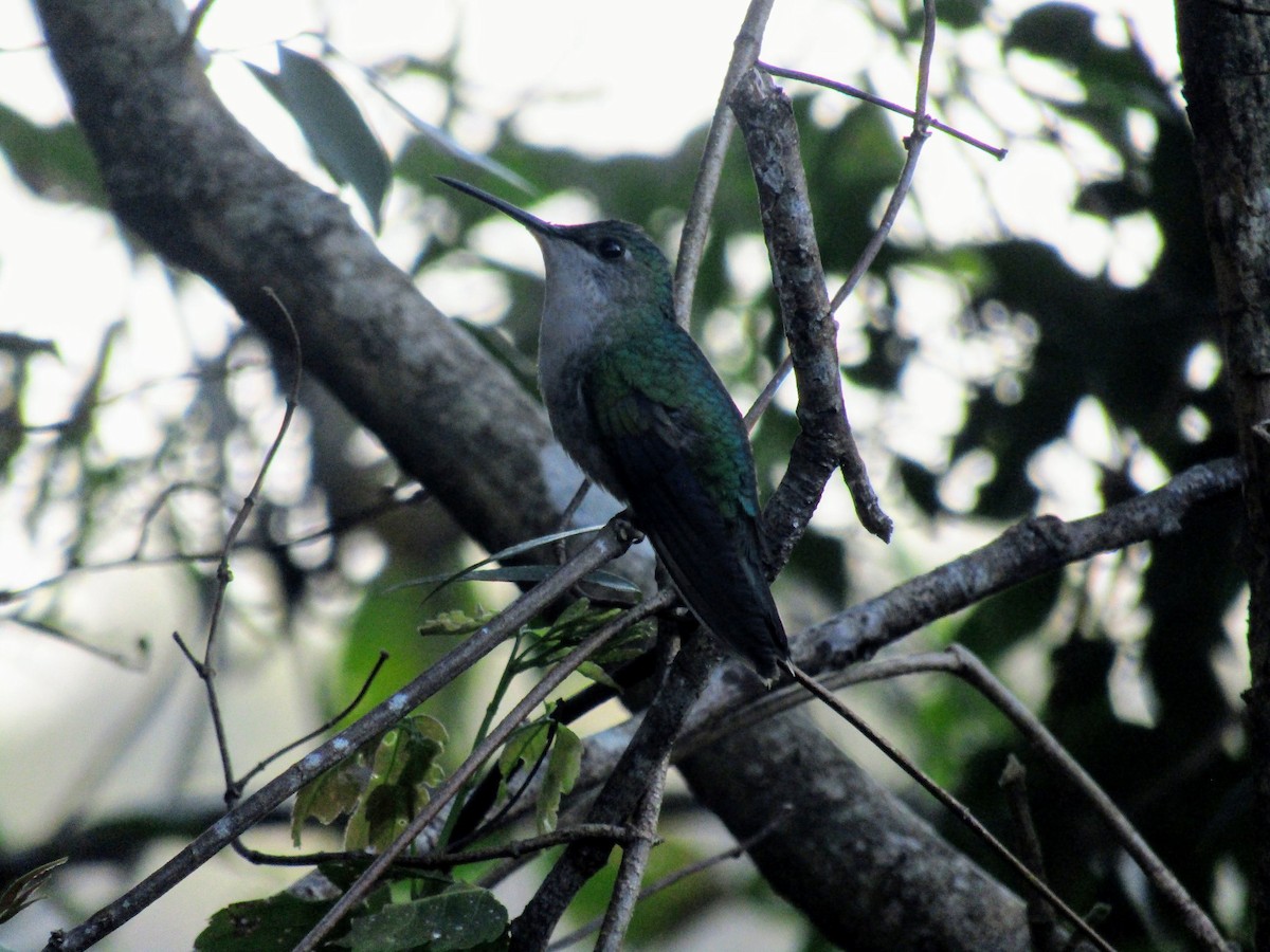 Purple-crowned Plovercrest - ML647406656
