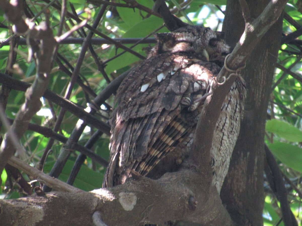 Tropical Screech-Owl - ML647406675