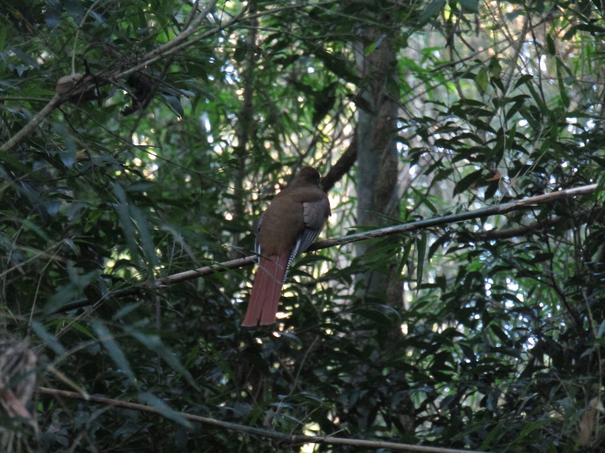 Atlantic Black-throated Trogon - ML647406697