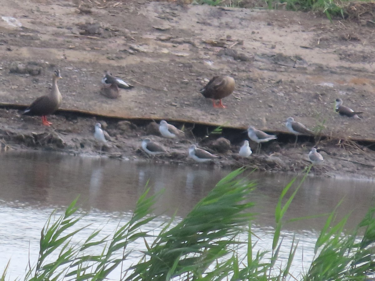Common Greenshank - ML647406708