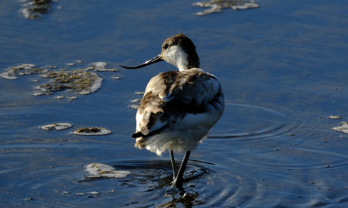 Pied Avocet - ML647406737