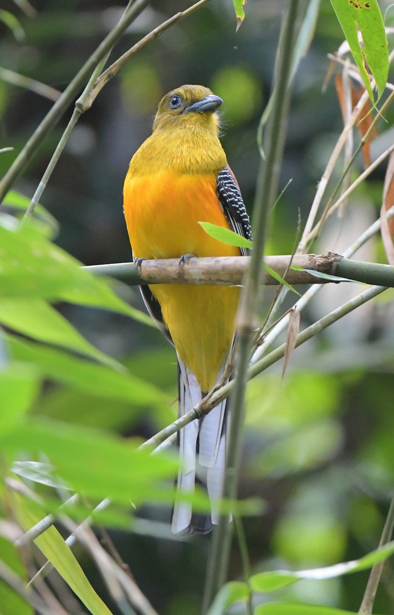 Orange-breasted Trogon - ML647406743