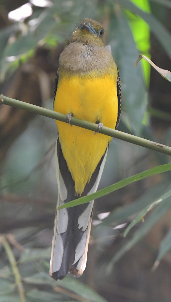 Orange-breasted Trogon - ML647406744