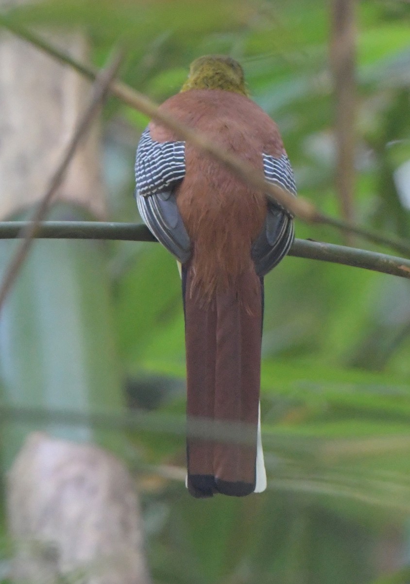 Orange-breasted Trogon - ML647406745