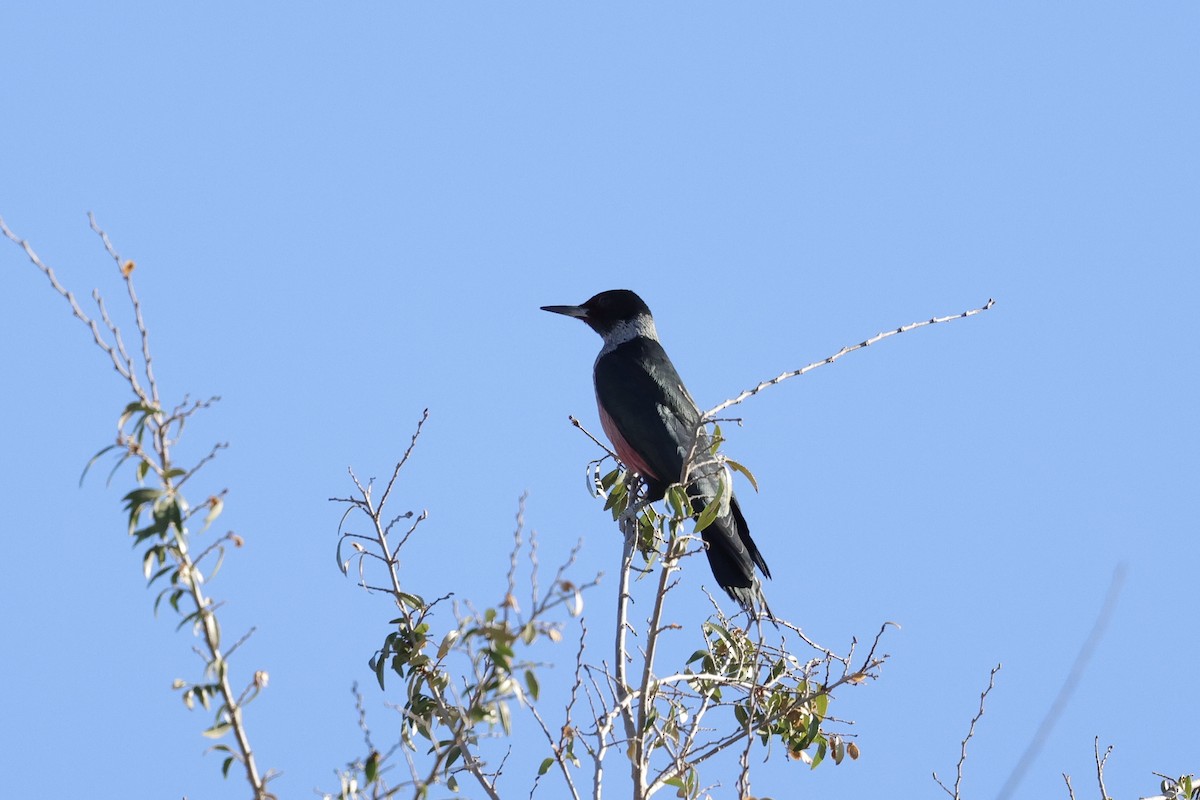 Lewis's Woodpecker - ML647406746