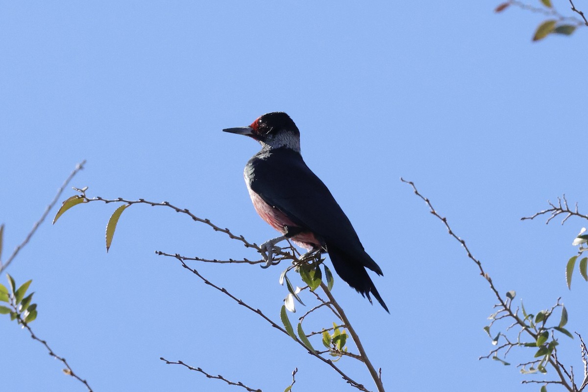 Lewis's Woodpecker - ML647406747