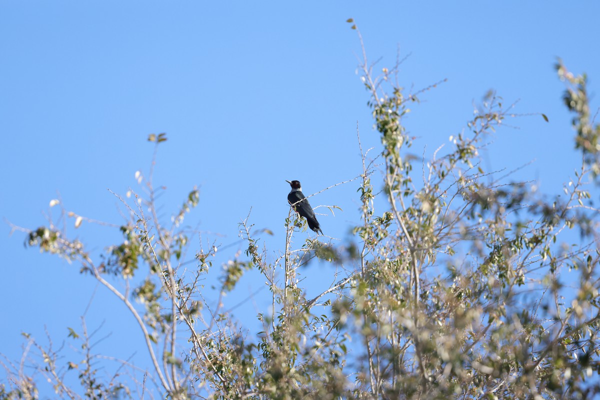 Lewis's Woodpecker - ML647406748
