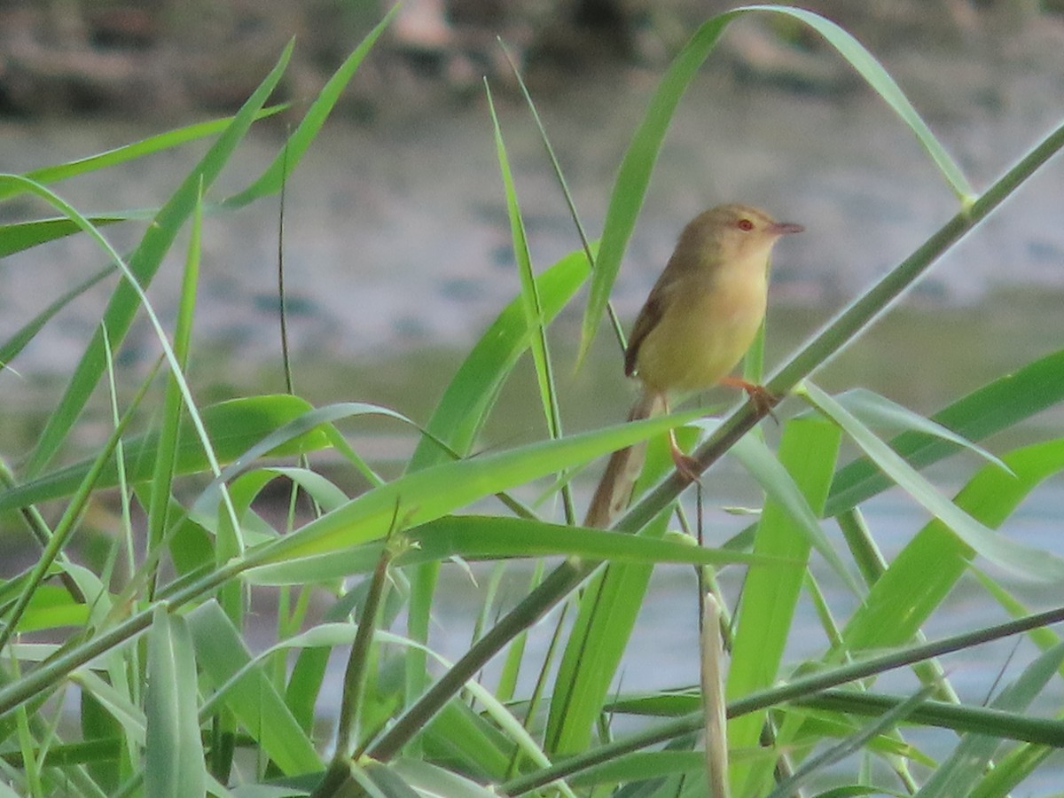 prinia sp. - ML647406749